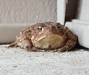 Toad resting against a wall corner.