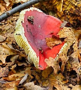 Red mushroom surrounded by fallen leaves.