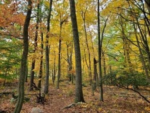Autumn forest with colorful yellow leaves.