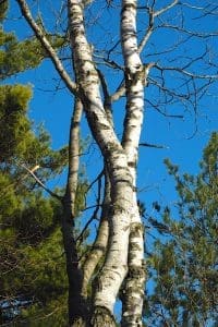 Birch trees against a clear blue sky.