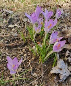Purple crocuses blooming on forest floor.