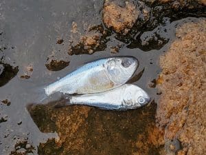 Two dead fish on wet rocks.