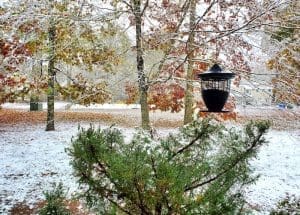Snowy landscape with trees and bird feeder.