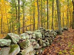 Stone wall in colorful autumn forest.