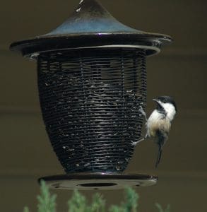 Bird perched on a black bird feeder.