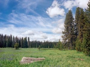 Forest meadow with trees and cloudy sky.