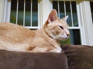 Orange cat resting on a brown couch.