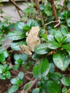 Frog camouflaged among green leaves.