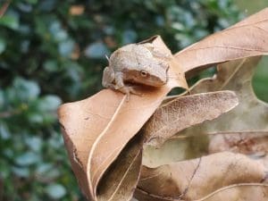 Frog perched on a dry brown leaf.