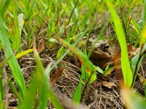 Toad hiding among green grass blades.