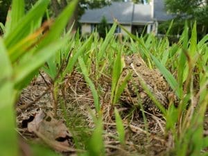 Toad camouflaged in grass near a house.