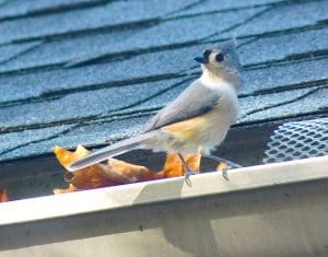 Bird perched on roof gutter with leaves.