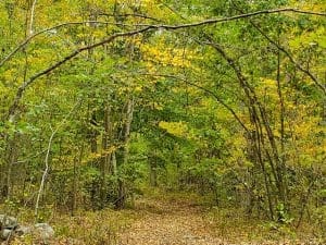Forest path with green and yellow foliage.