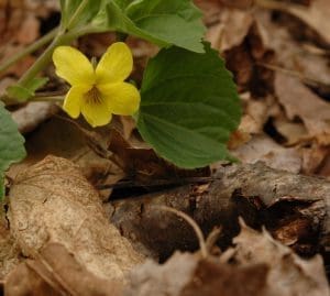 Yellow flower amidst brown fallen leaves.